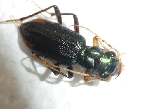 Réf. 335 334 : Tetracha sp.
